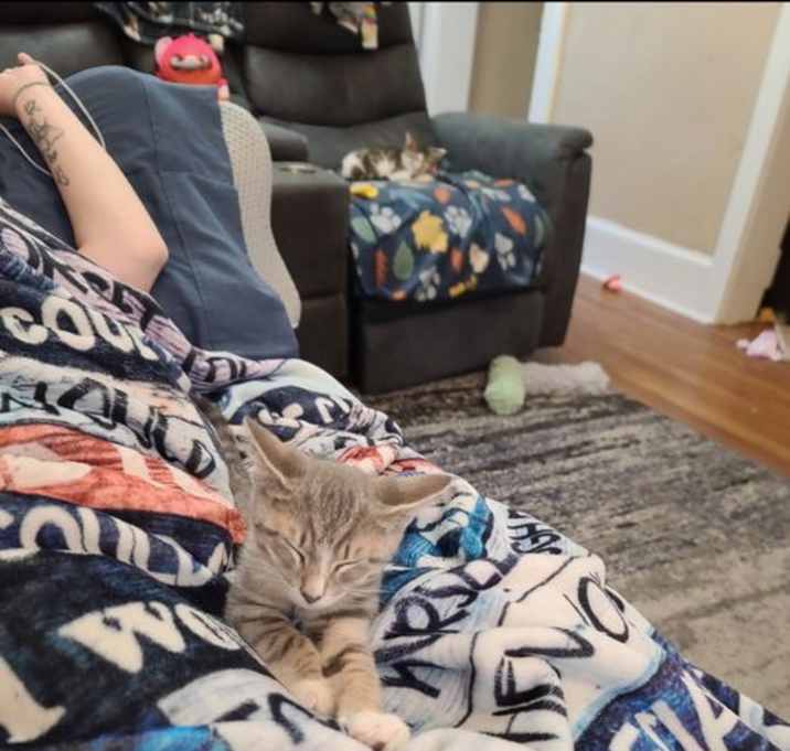 Photo of Sully (Bonded with Boo)