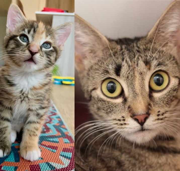 Photo of Adorable Paulia & Polka Dot *Bonded Pair*