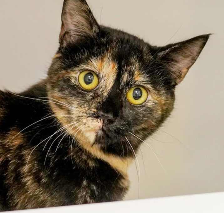 Photo of Lucinda 305666