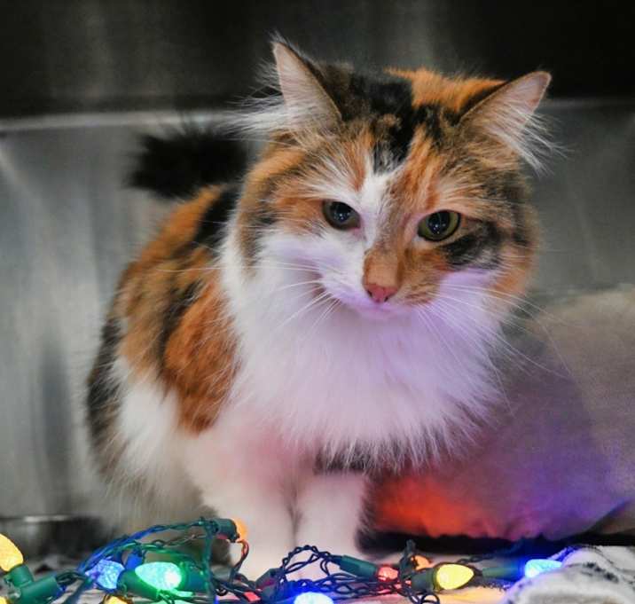 Photo of Peachie Moon