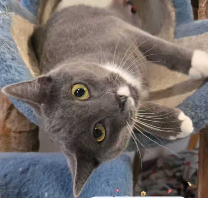 Photo of Candy Button