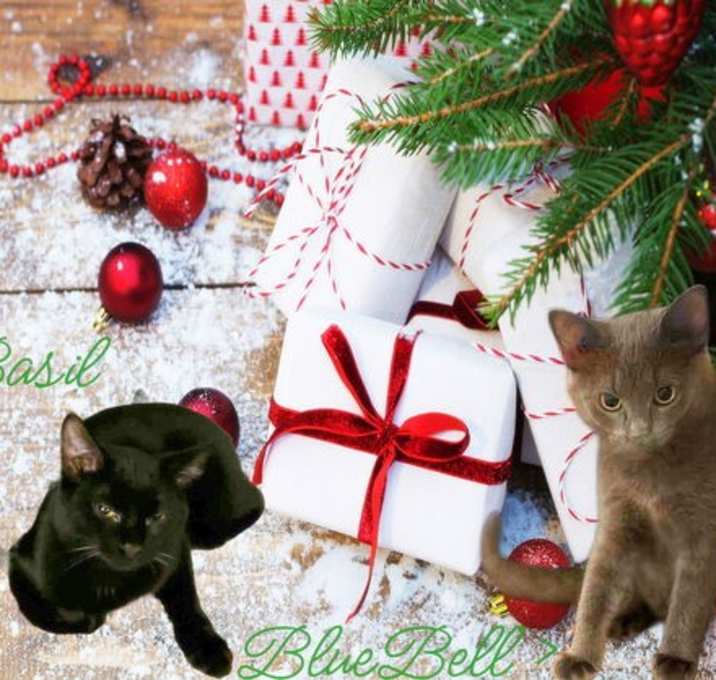 Photo of BlueBell *older kitten*