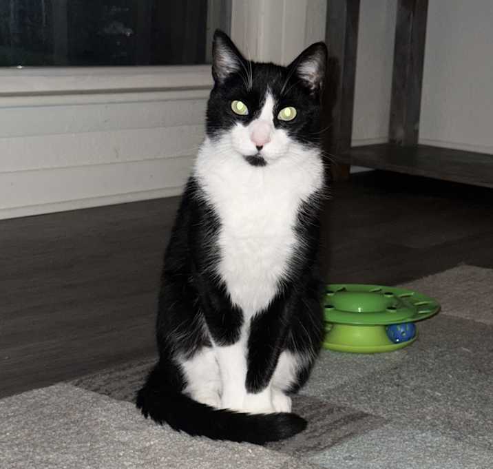 Photo of Tux