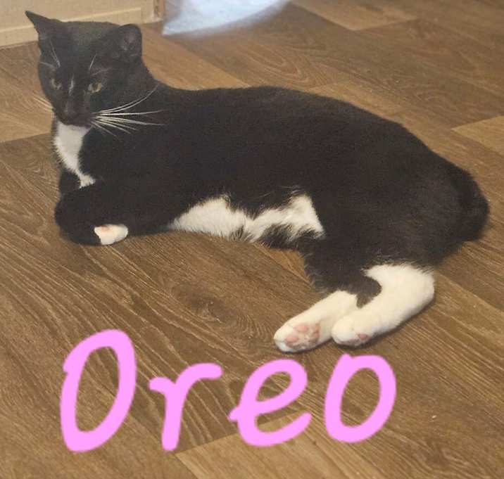 Photo of Oreo