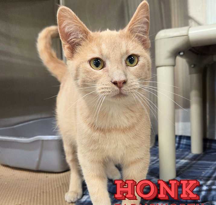 Photo of Honk Farnsworth
