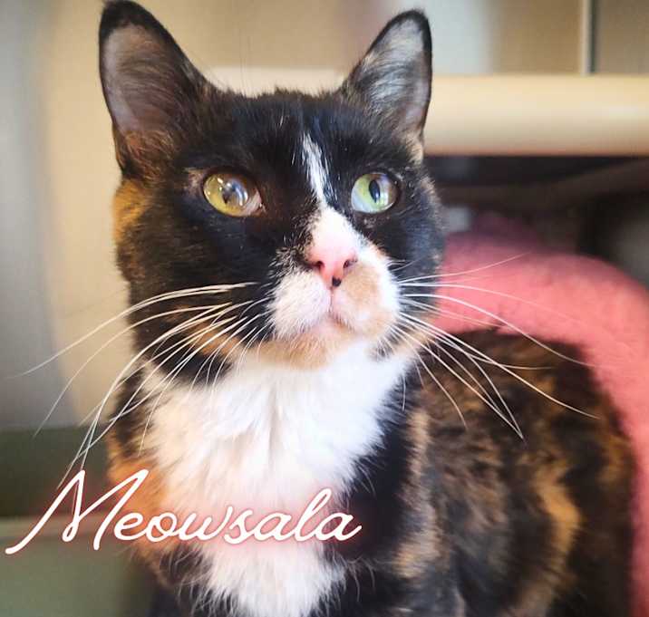 Photo of Meowsala