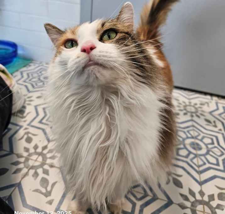 Photo of Fancy Pants