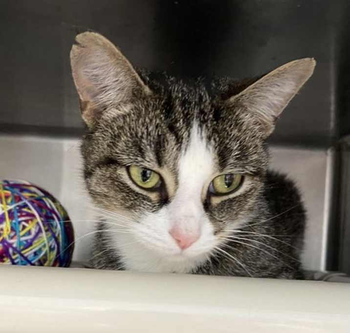 Photo of Buffy: At shelter