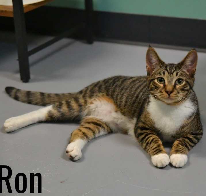 Photo of Ron