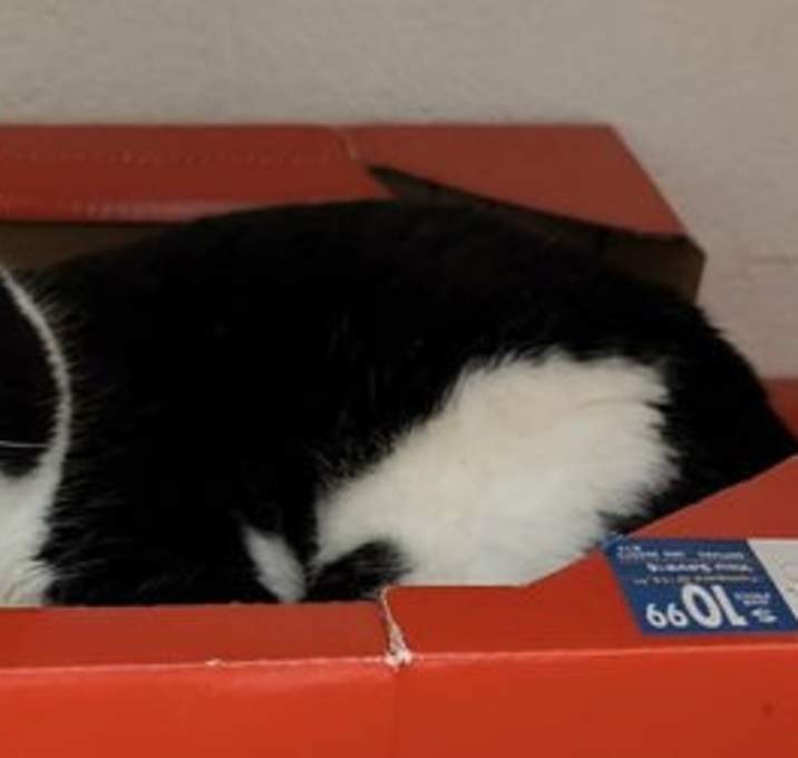 Photo of Buddy: At shelter