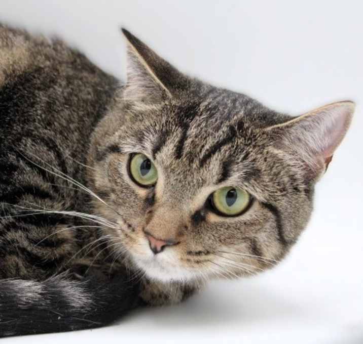 Photo of Sapphire - *Adoption Fee Fully Sponsored*