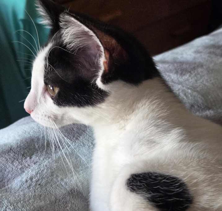 Photo of Tumbleweed (with Briar Rose)