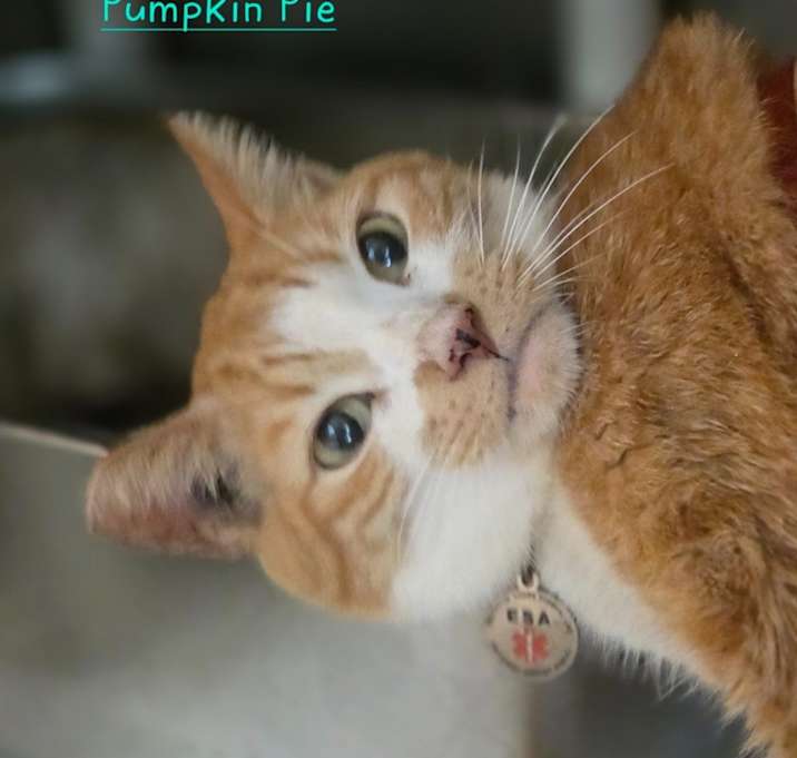 Photo of Pumpkin Pie