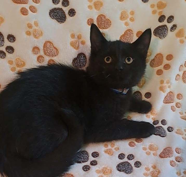 Photo of Junior Soprano