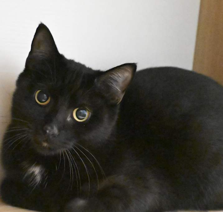 Photo of Miss. Bailey (Tipsy Tabby)