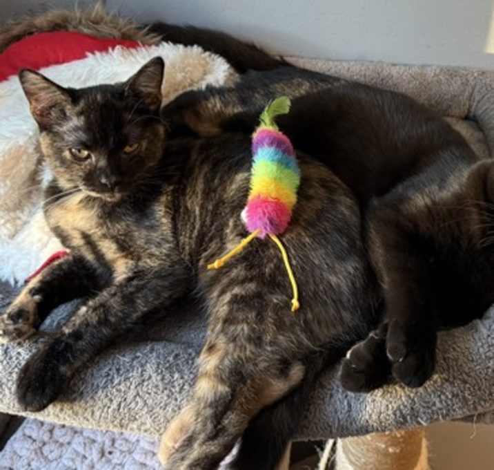 Photo of Toto & Whimsy (bonded pair)