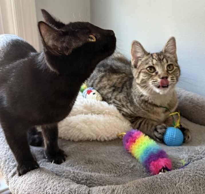 Photo of Coco & Fifi (bonded pair)