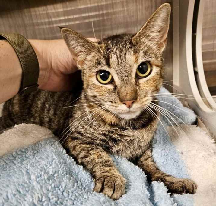 Photo of Tabitha The Torbie