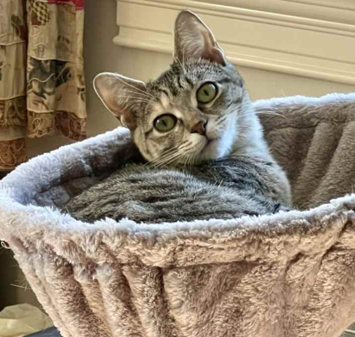 Photo of Tigress (FCID#08/27/2025-49) Christiana Petsmart