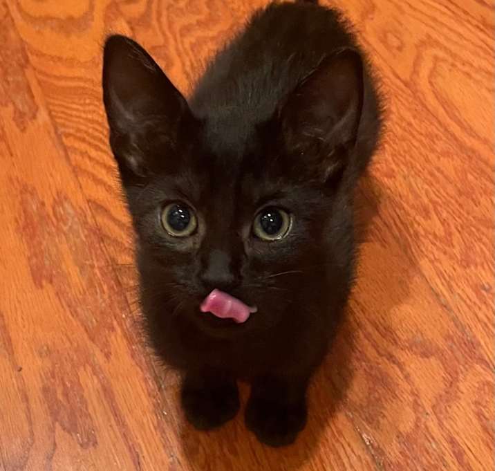 Photo of Huckleberry