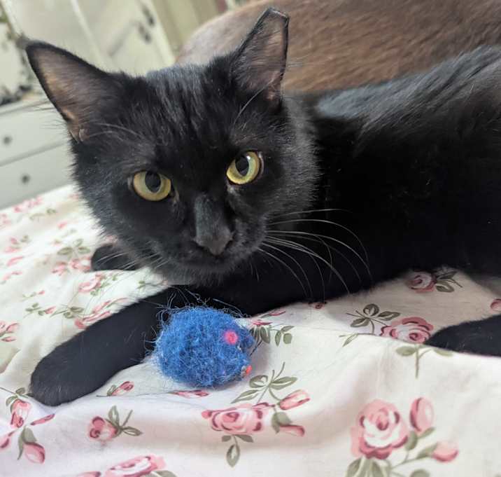 Photo of Indy (Momma)