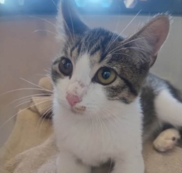 Photo of Spiced Apples