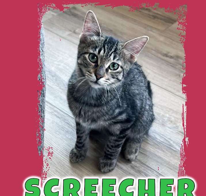 Photo of Screecher