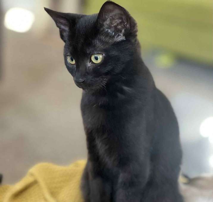 Photo of Prissy OBCR-1673