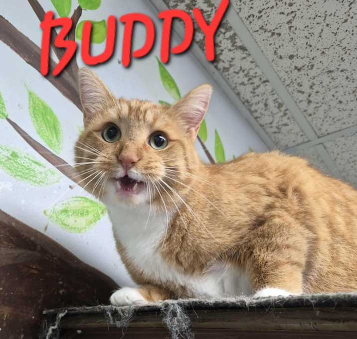 Photo of Buddy