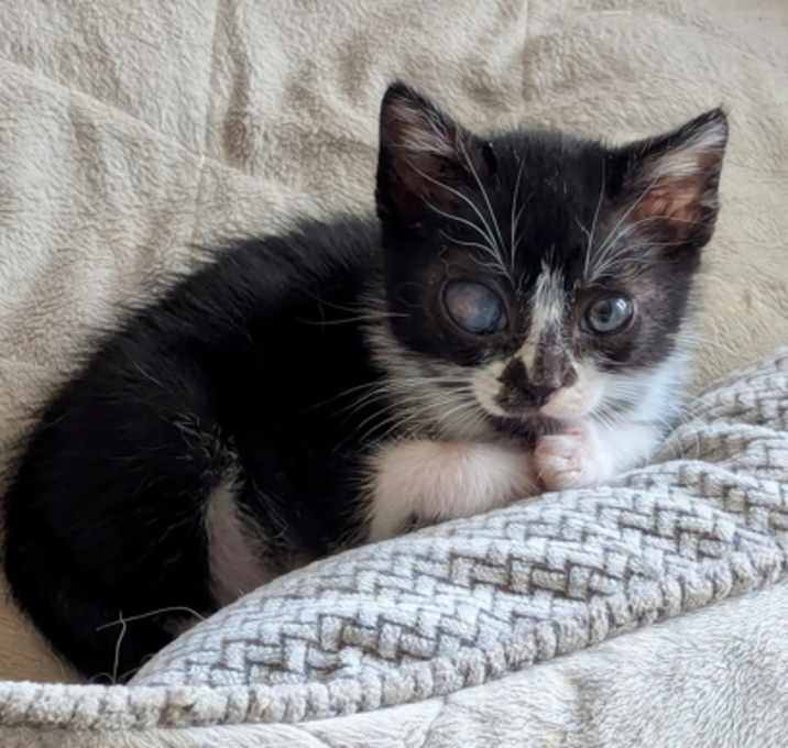 Photo of Pancake (pre adopt)