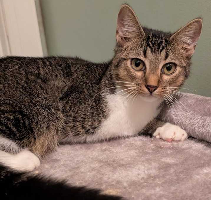 Photo of 7453 Mirage