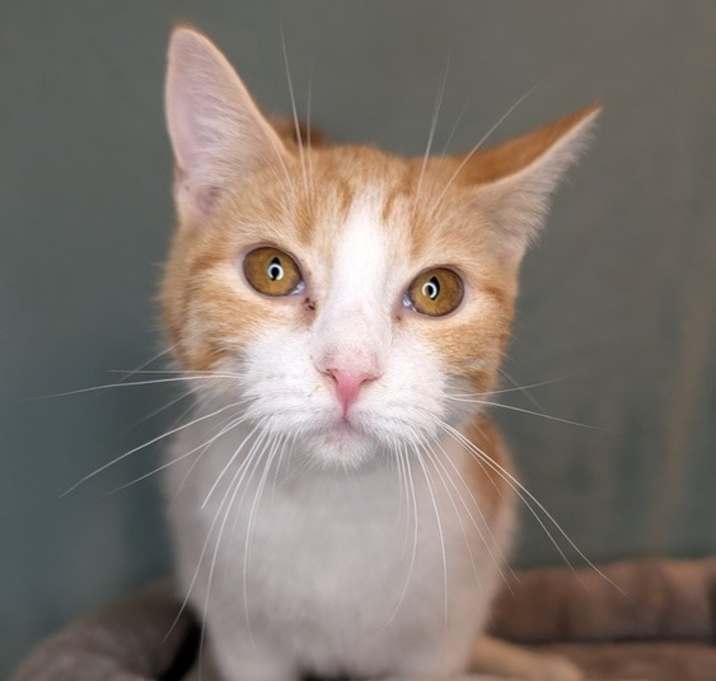 Photo of 7405 Plunger