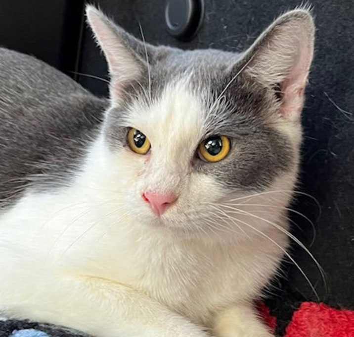 Photo of FEISTY FRED