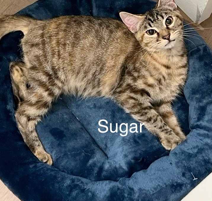 Photo of Sugar