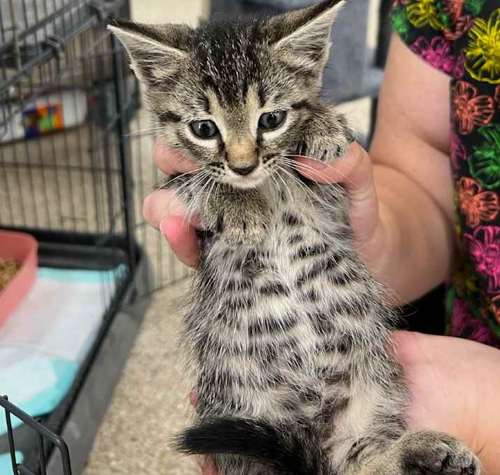 Photo of Señor Gato