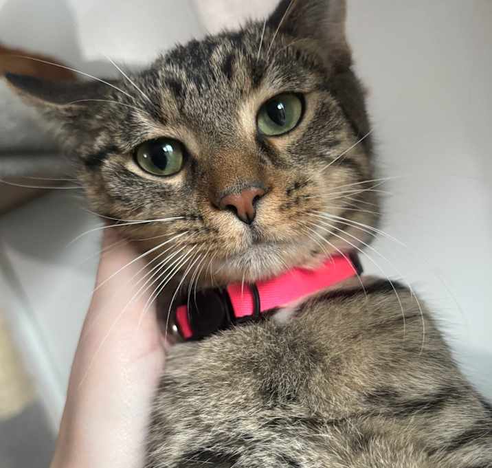 Photo of Guinevere 82C25