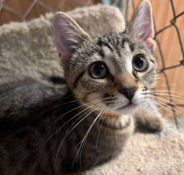 Photo of Ellis 97C25