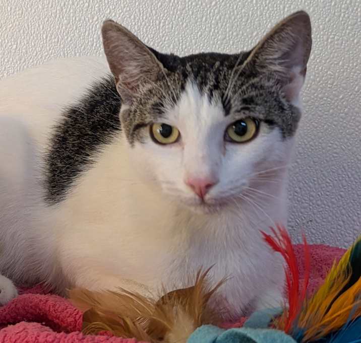 Photo of Cheetos SHY CAT SPECIAL $20