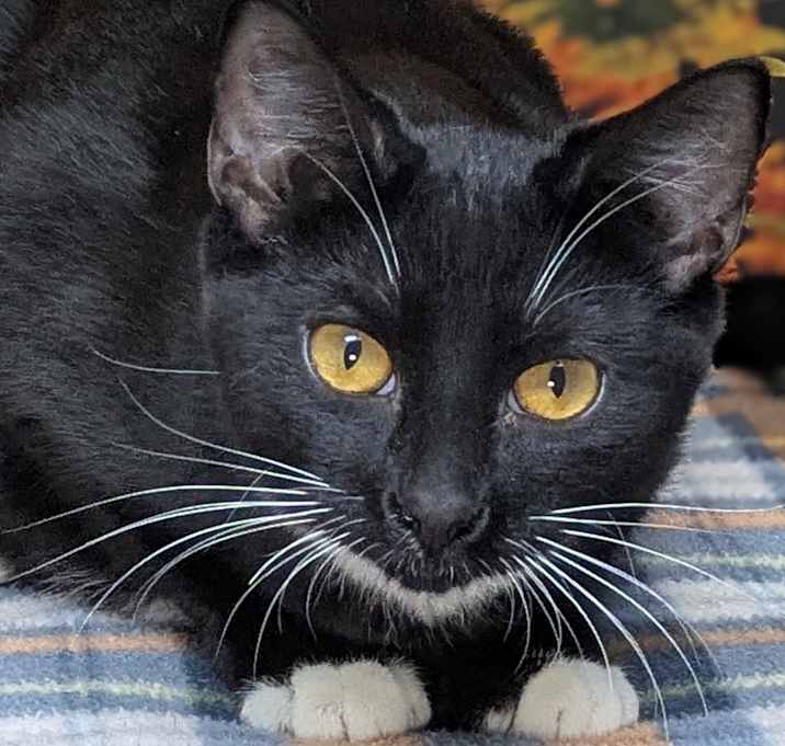 Photo of Corn Chip SHY CAT SPECIAL $20