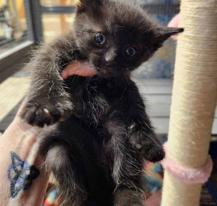 Photo of Rocky Racoon