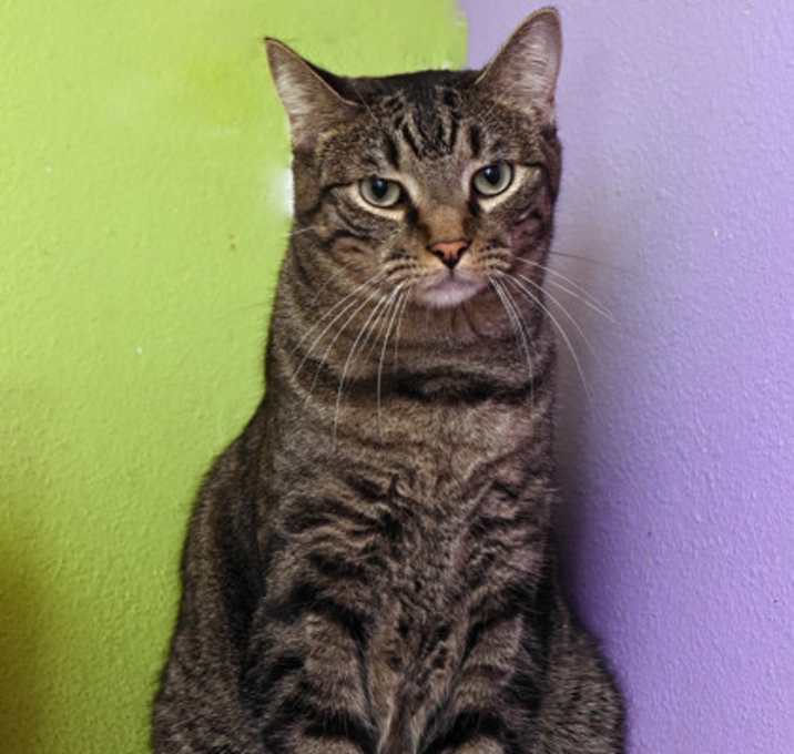 Photo of Sausage Link