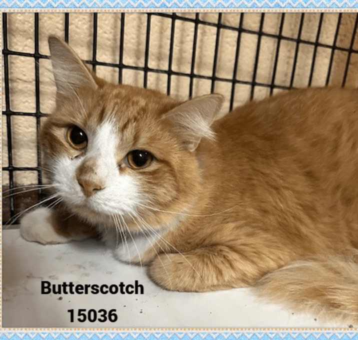 Photo of BUTTERSCOTCH