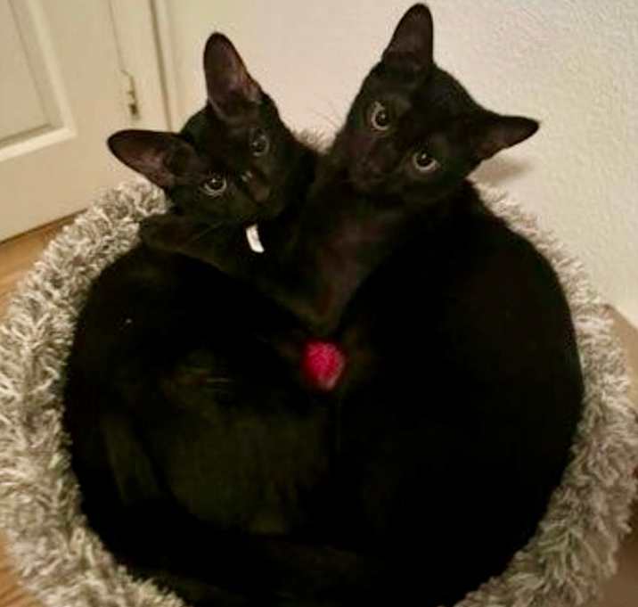 Photo of Smorsy Bitty Bean