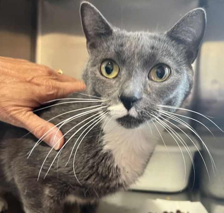 Photo of Penny (FCID# 07/15/2025 - 576 Trainer)