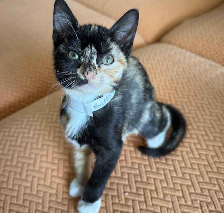 Photo of Butterscotch