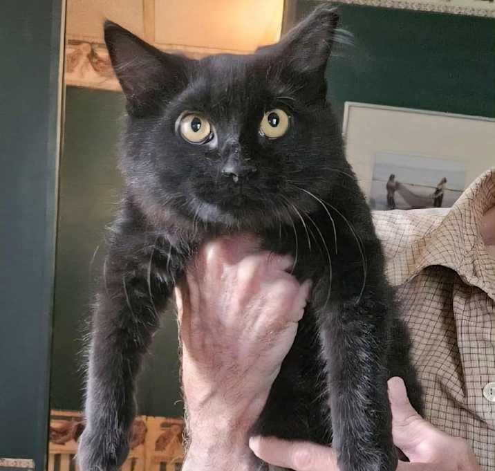 Photo of Kitten1_2_3