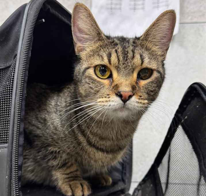 Photo of GINGER BREAD