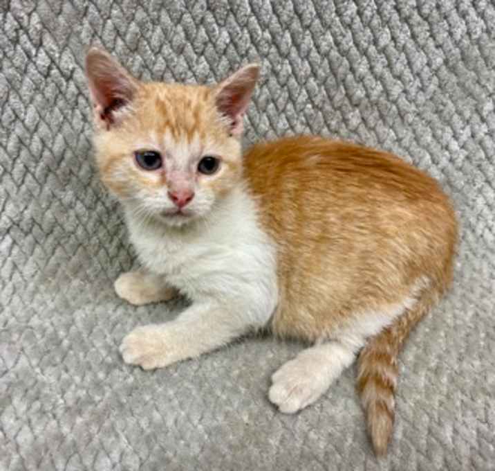 Photo of Pumpkin roll