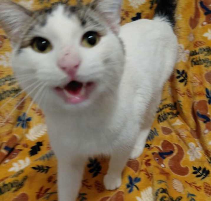 Photo of C303 Litter Frosty