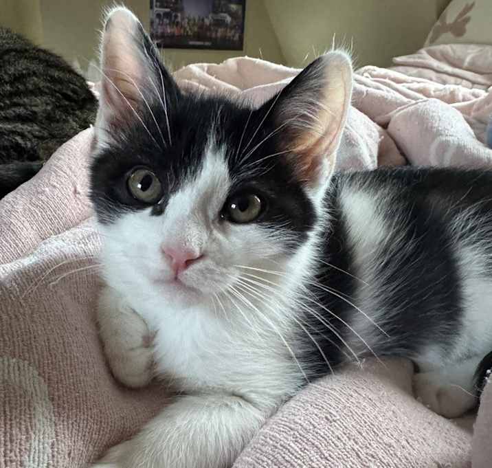 Photo of Parker (25-220 C)